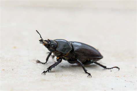 560+ Japanese Stag Beetle Photos Stock Photos, Pictures & Royalty-Free Images - iStock