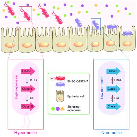 Flagellar Regulation During Enterohemorrhagic Escherichia Coli EHEC