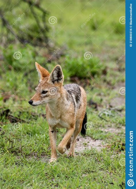 Closeup Portrait Of Black Backed Jackal Lupulella Mesomelas Running