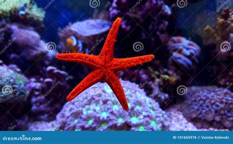 Coral Reef Aquarium Tank Starfish Stock Photo Image Of Oceania