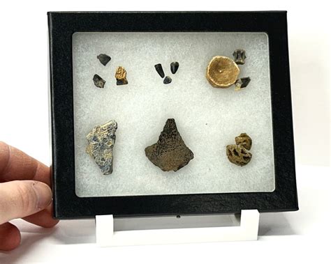 Dinosaur fossil collection from the Late Cretaceous including ...