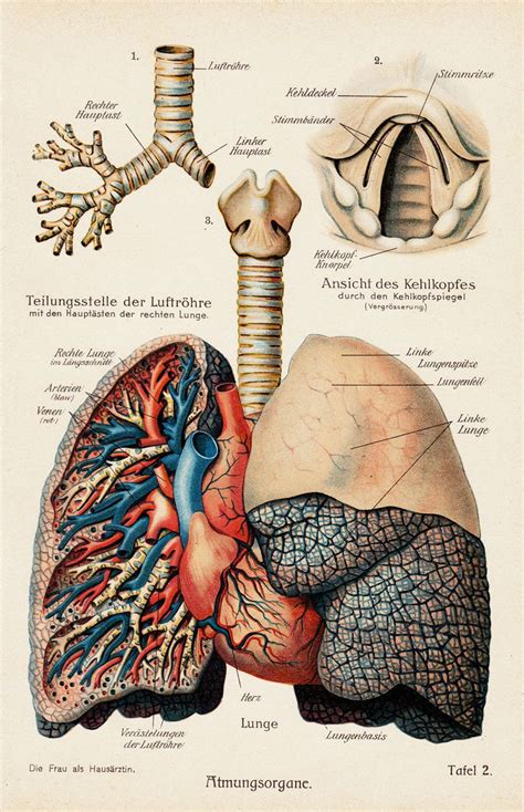 1911 Antique ANATOMY Print Lungs And Heart 102 Years Old Antique