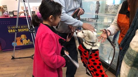 Perritos Del Metro Ayudan A Entregar Cartas Para Santa Y Los Reyes As