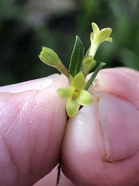 Curved Rice Flower From Capertee National Park Nsw Australia On May