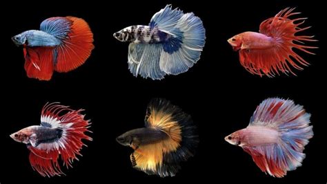 Avatar Ikan Laga Samurai Close Up Of Colorful Betta Fish Beautiful