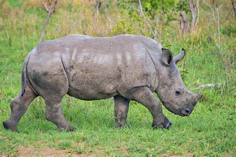 Par Squarelipped Parc National Kruger Simum De Rhinoc Ros Ceratotherium