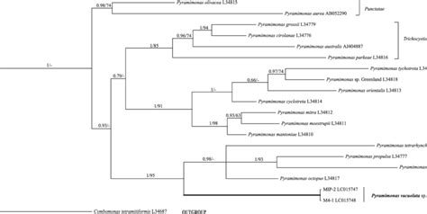 Bayesian Phylogenetic Tree Inferred From Rbcl Gene Sequences The