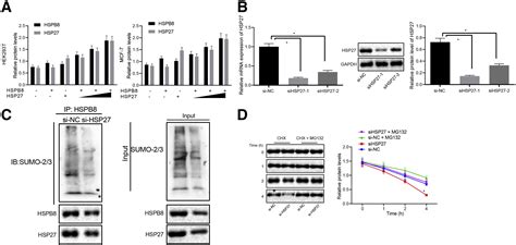 Heat Shock Protein 27 Enhances Sumoylation Of Heat Shock Protein B8 To