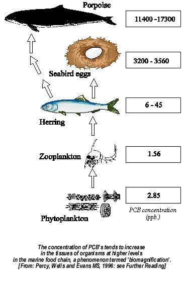 Bioaccumulation Diagram