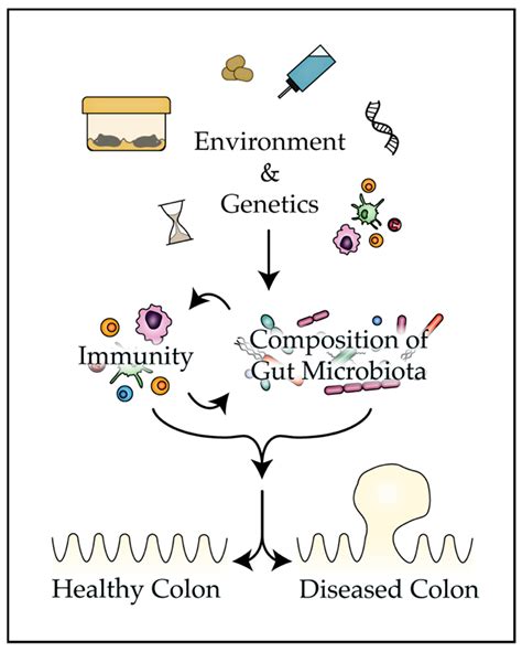 Genes Free Full Text Gut Microbiota Influences Experimental