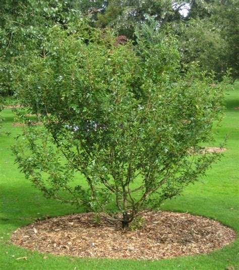 35 Best Hawthorn Tree Varieties Progardentips