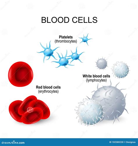 Blood Cells Platelets White Blood Cells And Red Blood Cells Stock