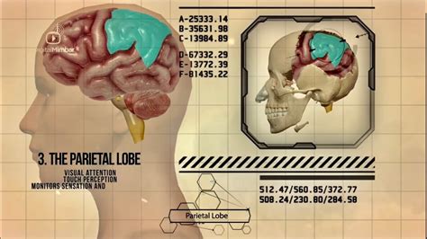 What The Quran Tell Us About The Pre Frontal Cortex Of The Brain When