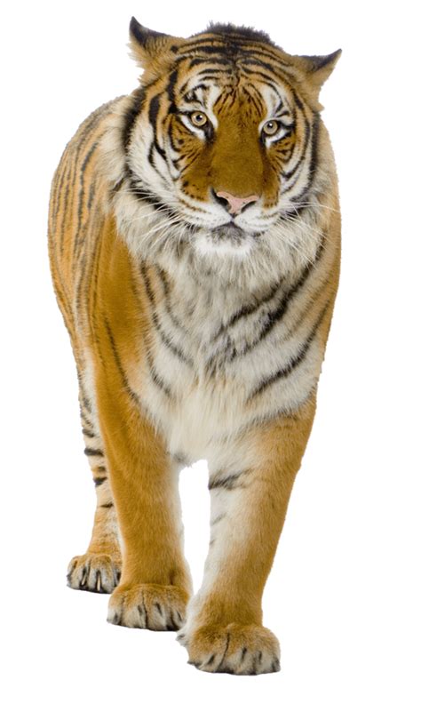 Tiger Png Image Download Tigers Transparent Hq Png Download Freepngimg