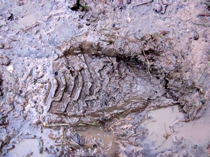 footprint planet penny