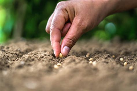 Germinação De Sementes 5 Dicas Para Otimizar O Início Do Cultivo