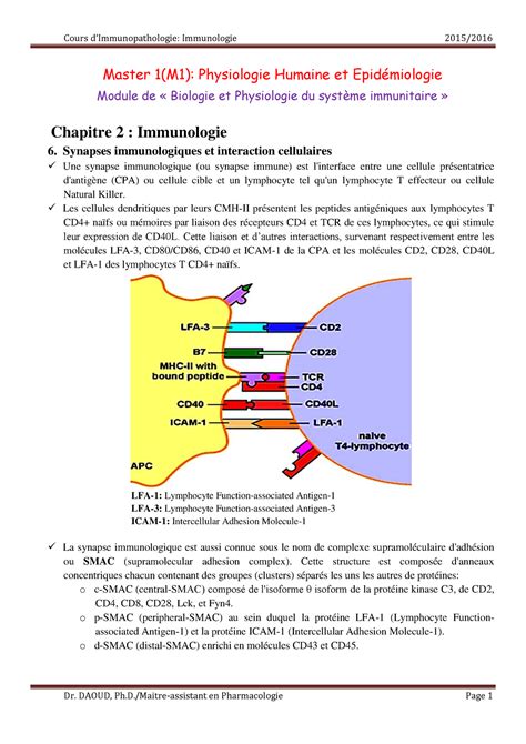 Immunologie Synapses Immunologiques Et Interaction Cellulaires