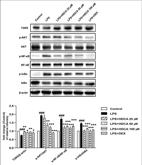 Figure From Hyodeoxycholic Acid Inhibits Lipopolysaccharide Induced