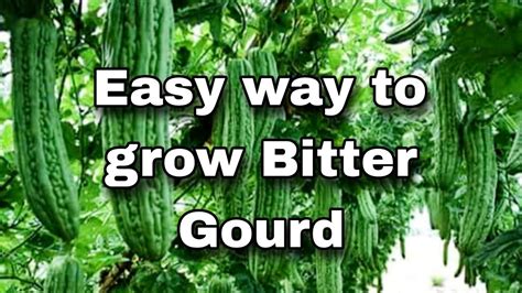 How To Plant Bitter Gourd Paano Magtanim Ng Ampalaya Backyard