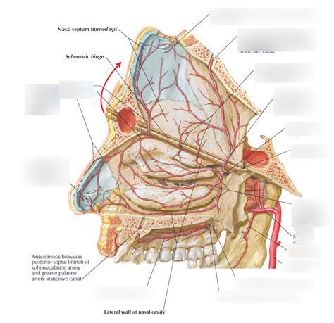 Sphenopalatine Artery Structure Function And Significance Atelier Yuwaciaojp