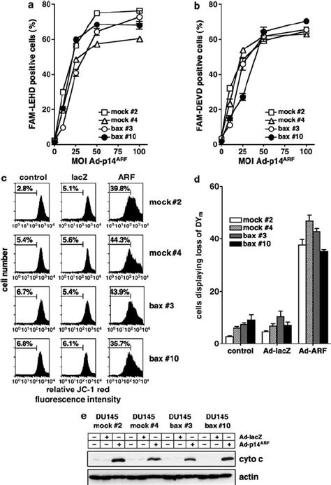 P14 ARF Induced Activation Of Mitochondria Is Independent Of Bax