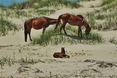 Wild Spanish Mustangs of Corolla | Outer Banks Concierge