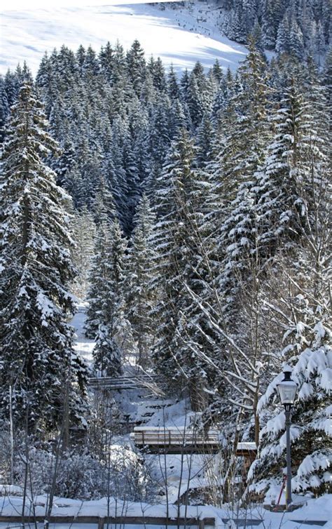 Free Images Tree Forest Cold Winter Mountain Range Weather