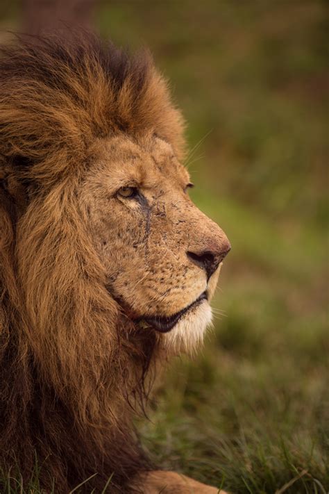 Lion Free Stock Photo Public Domain Pictures