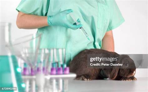 Animal Testing Rabbit Photos and Premium High Res Pictures - Getty Images