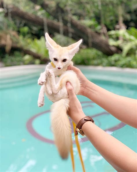 Fennec Fox Breeders 2022 Cheap At