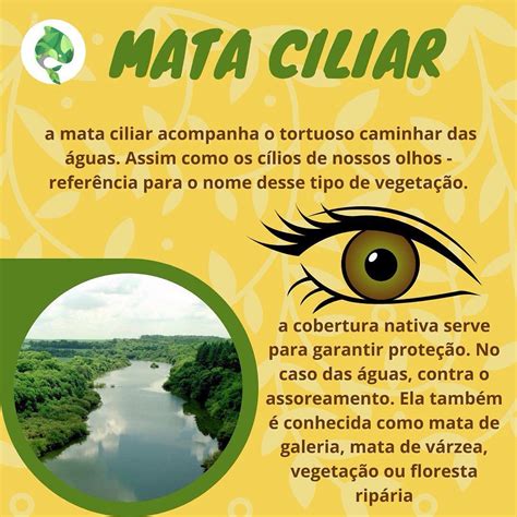 E Cologia On Instagram Tema De Hoje Mata Ciliar A Mata Ciliar Um