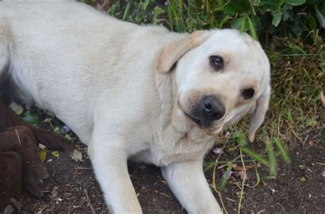 Chien Labrador Retriever Pandora Dite Pitch Sans Affixe