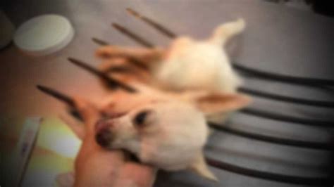 Falleci Pinky El Chihuahua Que Se Enfrent A Ladrones