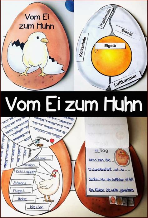 Selten Arbeitsblätter Huhn Das Huhn Grundschule Für Deinen Erfolg