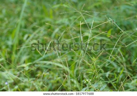 40 Imagens De Crowngrass Imagens Fotos Stock E Vetores Shutterstock