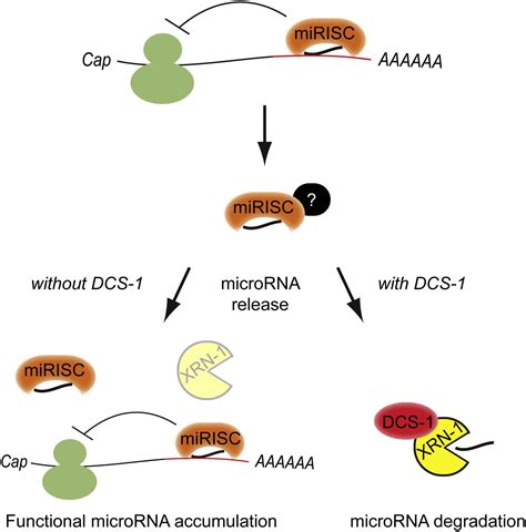 The Decapping Scavenger Enzyme DCS 1 Controls MicroRNA Levels In