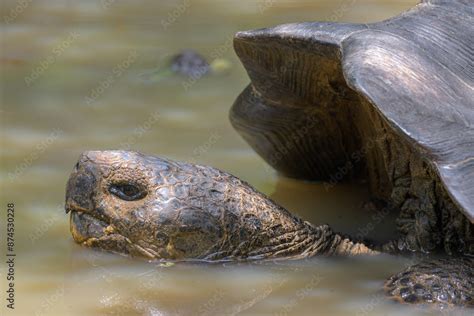 Tortuga gigante de galápagos Galapaguera de Cerro Colorado Isla San