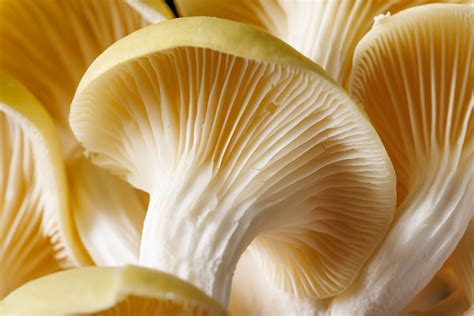 Top Gourmet Mushroom Varieties for Home Cultivation. – R&R Cultivation