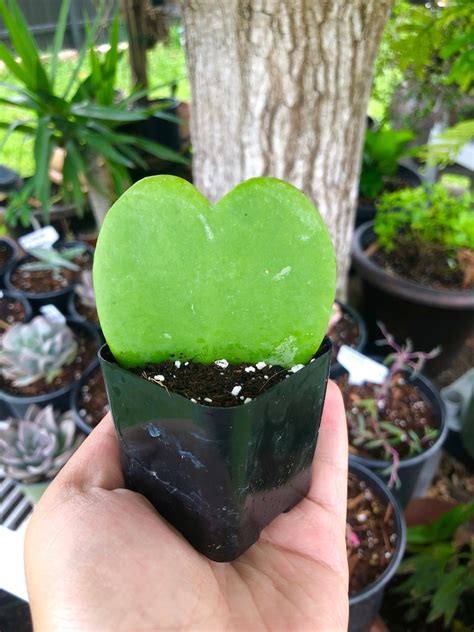 Hoya Kerrii Heart Rare Succulent Live Plant Etsy