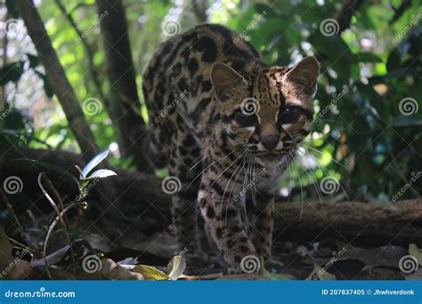 Margay Leopardus Wiedii Female With Baby Stock Image CartoonDealer