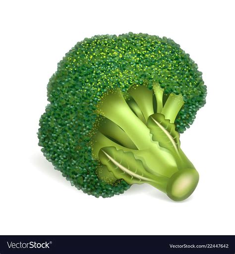 Eco Broccoli Icon Realistic Style Royalty Free Vector Image Broccoli