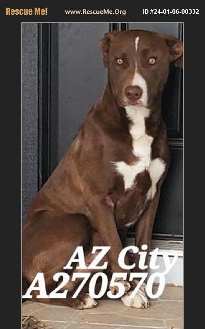 ADOPT 24010600332 Lab Rescue Casa Grande AZ