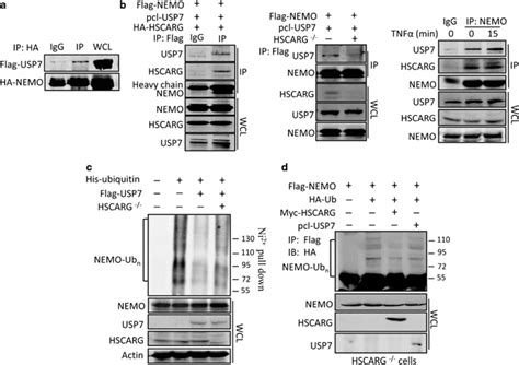 Usp Interacts With Nemo And Inhibits Nemo Polyubiquitination And