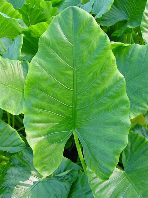 Lg Giant Tropic Elephant Ear Plant Alocasia Macrorrhiza Urban