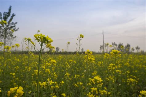 Mustard Fields Punjab The Rediscovery Project