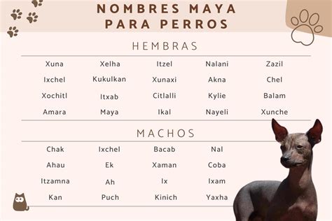 130 Nombres Mayas Para Perros Hembras Y Machos