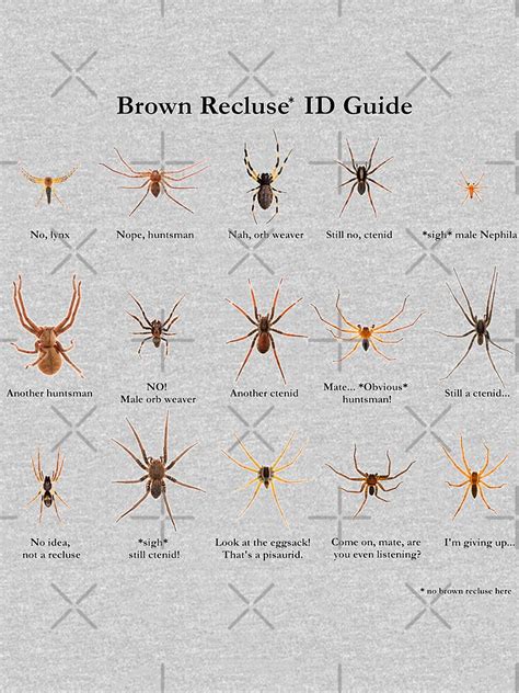 Brown Recluse Id Guide Pullover Sweatshirt By Arthrolove Redbubble