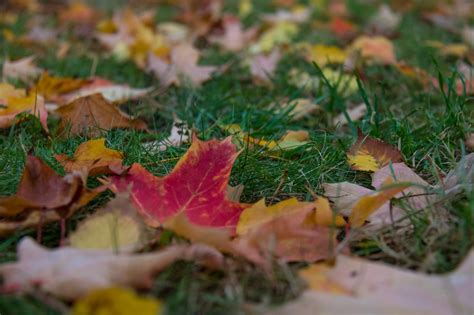 Fondos de pantalla naturaleza césped árbol otoño hoja flor