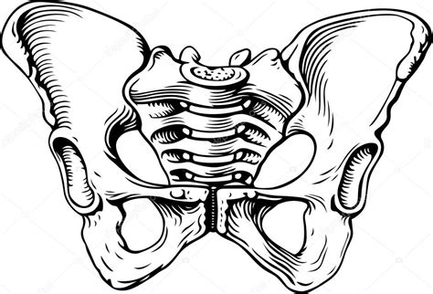 Human Pelvis Female Stock Illustration By Den Barbulat 11532446