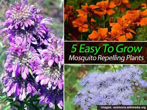 5 Easy To Grow Mosquito Repelling Plants